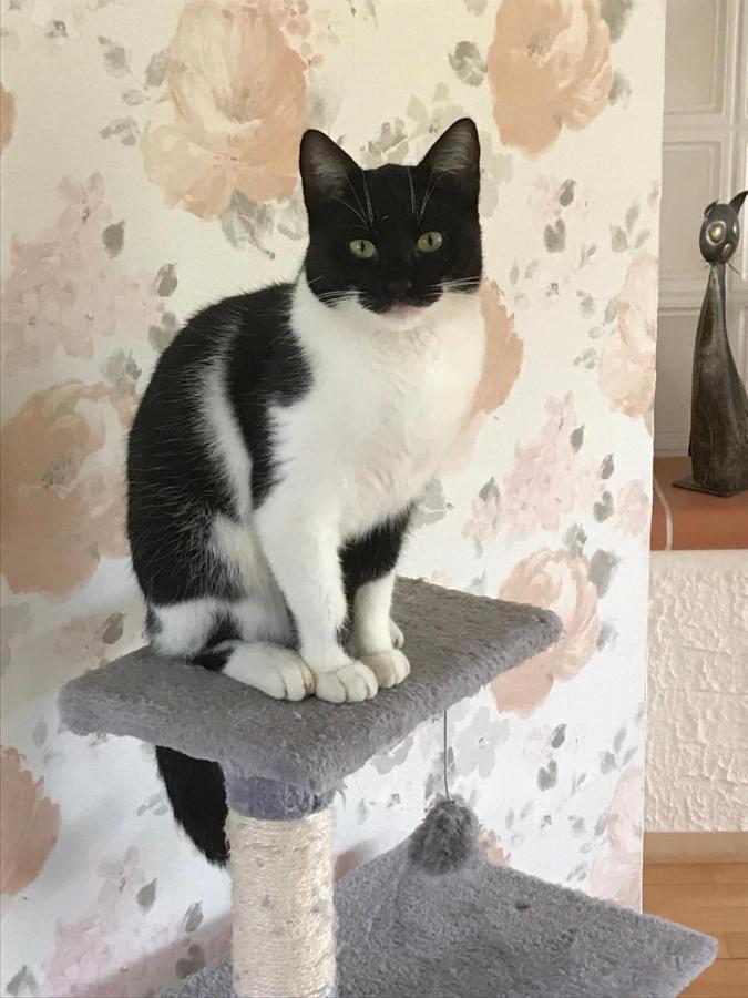 Willa Urlaub Auf Dem Bauernhof Marx Kelberg Zewnętrze zdjęcie